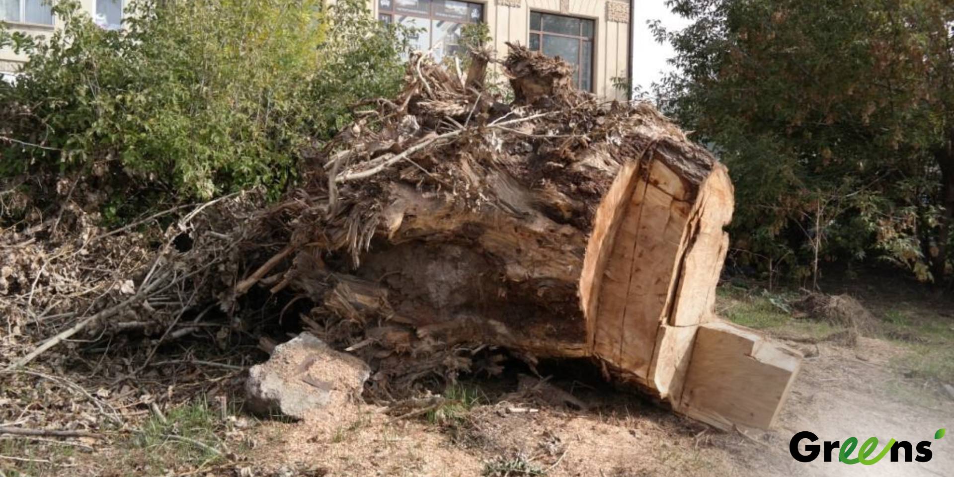 Ծառերի զանգվածային հատում Գյումրու «Հաղթանակ» զբոսայգում. բնապահպանները պատասխաններ են պահանջում